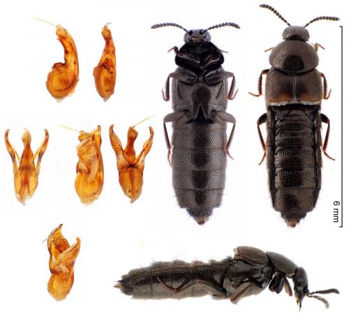 Aleochara tristis
